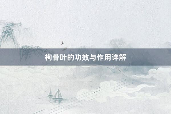 枸骨叶的功效与作用详解